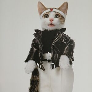 Book Land of the Rising Cat: Japan's Feline Fascination Softcover Cats Gifts 🎁